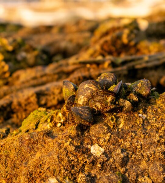 Closeup shot of old seashells on the ground covered in dirt and moss under the sunlight A closeup shot of old seashells on the ground covered in dirt and moss under the sunlight